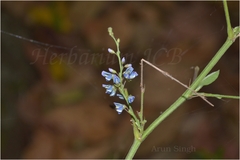 Desmodium benthamii